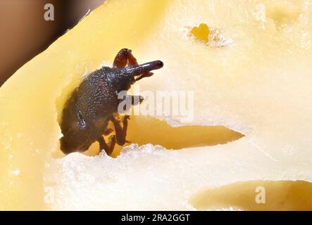 Granary Weevil (Sitophilus granarius) auch Getreide / Weizen Weevil. Ein totes Exemplar wurde in einer Kichererbse gefunden. c4mm mm lang Stockfoto