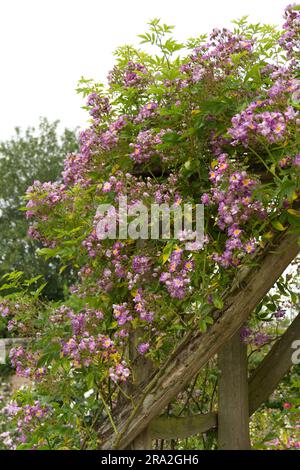 Ein Haufen lila Sommerrosen Rosa VEILCHENBLAU im britischen Garten Juni Stockfoto