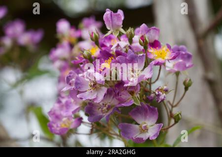 Ein Haufen lila Sommerrosen Rosa VEILCHENBLAU im britischen Garten Juni Stockfoto