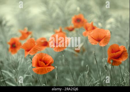 Traumhafte Mohnblumen blühen, Gras, Panoramaaussicht aus der Nähe. Makro mit Weichzeichner. Vorlage mit Frühlingsblumen. Künstlerisches Vintage-Bild. Pastellfarben. Die Natur Stockfoto