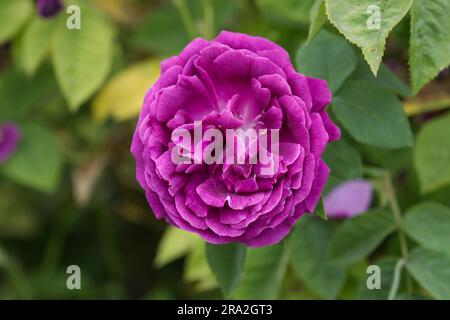 Doppelte magentafarbene Blumen von Bourbon Rose Rosa Prince Charles im britischen Garten Juni Stockfoto