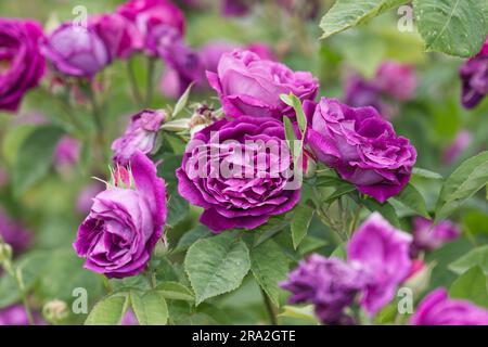 Doppelte magentafarbene Blumen von Bourbon Rose Rosa Prince Charles im britischen Garten Juni Stockfoto