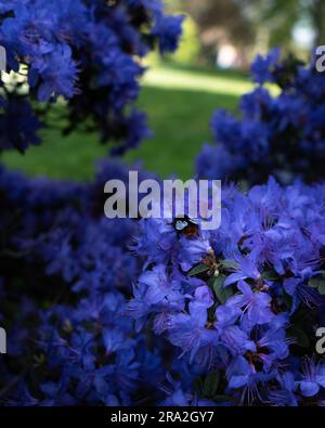 Eine Biene auf blauen Blumen Stockfoto