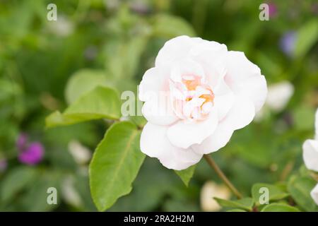 Blassrosa Sommerblumen mit Bourbon Rose Souvenir de St Anne's im britischen Garten Juni Stockfoto