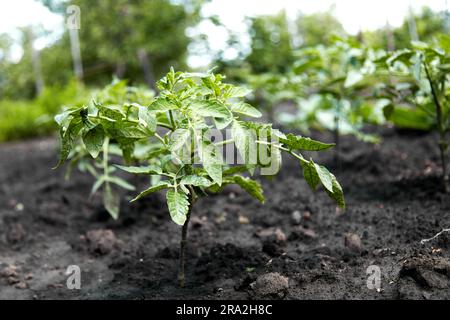 Tomatenpflanzen im Garten anbauen Stockfoto