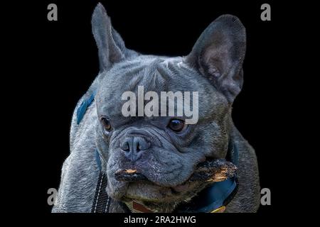 Blauer Männlicher Französischer Bulldog. Blaue französische Bulldoggen sind eine kleine Rasse. Die blaue französische Bulldog ist eine der seltensten Farben. Stockfoto