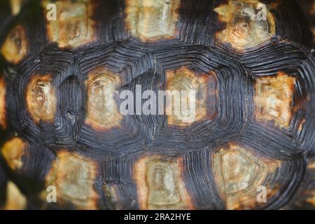 Nahaufnahme der Struktur mit harten Schildkrötenmuscheln als natürlicher Schutz. Stockfoto
