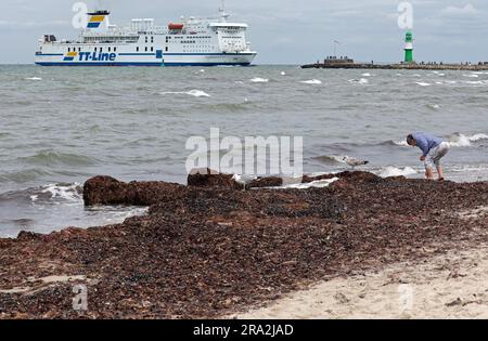 30. Juni 2023, Mecklenburg-Vorpommern, Warnemünde: Eine Frau sucht im sogenannten Treibholz am Ostseestrand nach Muscheln. Der starke Wind an Land der letzten Tage hat das Phänomen verursacht. Für die Gesundheit der Strandbesucher ist das ganze harmlos und eher ein ästhetischer Makel, von dem einige Ostseeräte derzeit betroffen sind. Tourismusunternehmen hoffen nun auf einen starken Westwind, der die Algen in den nächsten Tagen wieder vertreiben könnte. Foto: Bernd Wüstneck/dpa Stockfoto