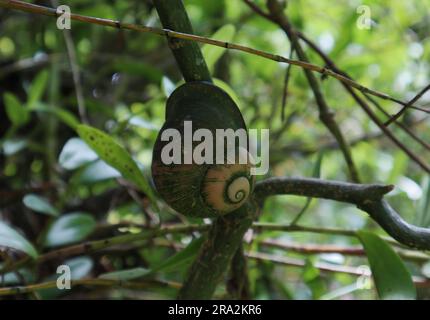 Eine Riesenlandschnecke (Acavus Phoenix) mit Algen, die auf der Schale wachsen, steckt in einem wilden Gebiet in einen Rinderstamm Stockfoto