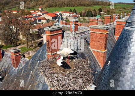 Frankreich, Meurthe et Moselle, Saintois, Haroué, Weißstorche (Ciconia ciconia), die in ihrem Nest auf der Burg Haroué grübeln (Luftaufnahme) Stockfoto