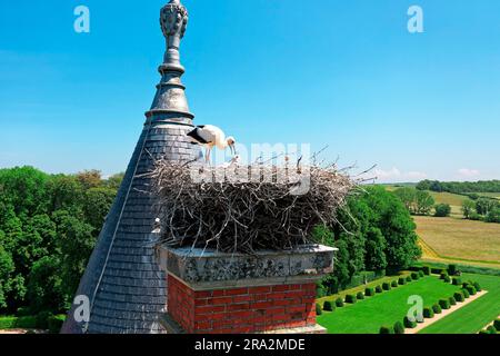 Frankreich, Meurthe et Moselle, Saintois, Haroué, Weißstorche (Ciconia ciconia) etwa 35 Tage alt im Nest auf der Burg Haroué (Luftaufnahme) Stockfoto