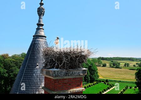 Frankreich, Meurthe et Moselle, Saintois, Haroué, Weißstorche (Ciconia ciconia) etwa 35 Tage alt im Nest auf der Burg Haroué (Luftaufnahme) Stockfoto