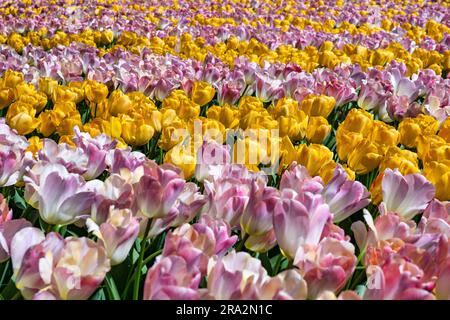 Niederlande, Südniederländer, Lisse, Blumenpark Keukenhof Stockfoto