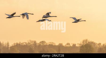Frankreich, Somme, Somme Bay, Noyelles-sur-Mer, Flug der Stummen Schwäne (Cygnus olor - Mute Swan) Stockfoto