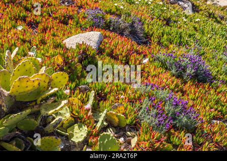 Frankreich, Var, Halbinsel Saint-Tropez, Ramatuelle, vom Sentier du littoral in Richtung der Halbinsel Cap Taillat auf einem Bett aus Hexenkralle (Carpobrotus edulis), Schmetterlingslavender (Lavandula stoechas) und Prickly Pear Cactus (Opuntia stricta) Stockfoto