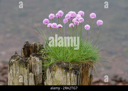 Seegang armeria maritima wächst in einem alten Holzpfahl am Meer   Wales, Großbritannien Stockfoto