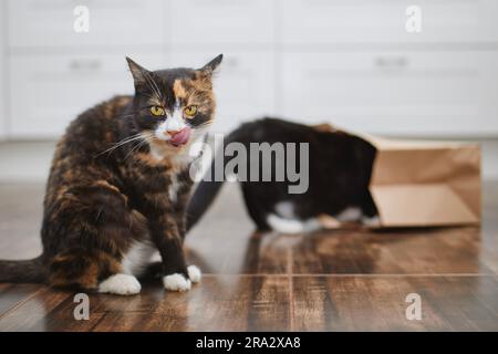 Haustier. Zwei unartige und neugierige Katzen allein in der Küche. Tabby-Katze leckt und als zweites sieht er sich die Einkaufstüte aus Papier an. Stockfoto