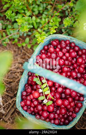 Saure wilde Preiselbeeren in einem blauen Korb im Garten nahe dem Preiselbeerbusch Stockfoto