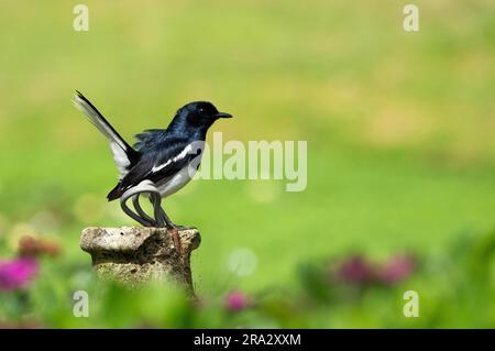 Orientalisches Magpie-Robin inmitten violetter Blumen im Victoria Park, Nuwara Eliya, Sri Lanka Stockfoto