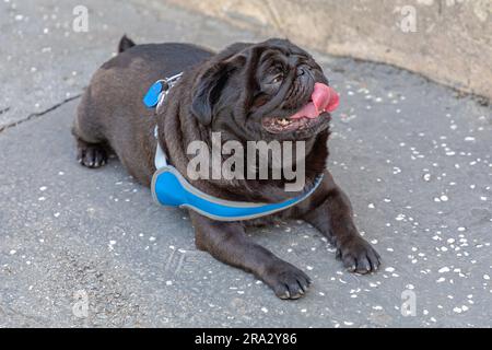 Schwarzer Hund, Der Sich Hinlegt Und Die Zunge Heraushängt Stockfoto