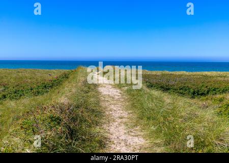 Überwucherte Dünen am Strand in Dänemark mit Meer im Hintergrund Stockfoto