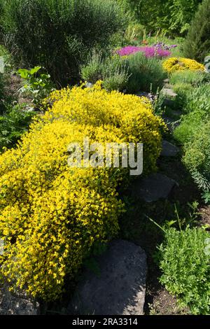 Genista Garten niedriger Sträucher wächst auf kleiner Wand getuftet Frühlingsgelber Gartenklumpe von Lydian Groom Genista lydia helle klumpenbildende Genista Blüte Stockfoto