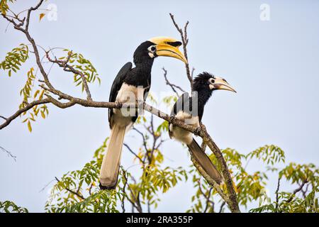 Ein Paar orientalischer Rattenschwanz verhält sich in einem Baum vor einem Haus, Singapur Stockfoto