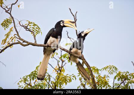 Ein Paar orientalischer Rattenschwanz verhält sich in einem Baum vor einem Haus, Singapur Stockfoto