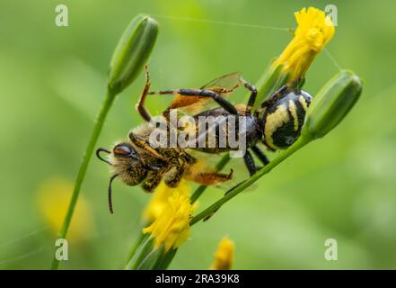 Die Wespenspinne frisst eine Biene Stockfoto