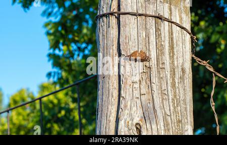 Ein einzelner hübscher Hackberry Emperial Butterflt ruht friedlich auf einem alten Holzpfosten in Missouri. Bokeh. Stockfoto