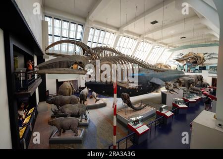 Natural History Museum in London, im Inneren des Museums. Museumsgalerie mit Ausstellung, die Skelette und Wassertiere mit informativen Ausstellungen zeigt. Stockfoto