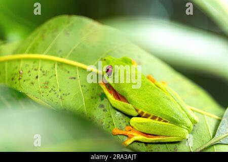 Tropischer grüner Frosch in grünem Blatt aus dem tropischen Wald Stockfoto