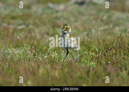 Europäische Goldregenpfeifer Küken - Pluvialis apricaria. Großbritannien Stockfoto