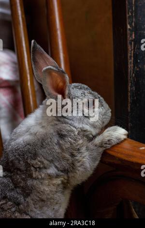 Der Riesen-Chinchilla-Hase, der aus verschiedenen Blickwinkeln posiert. Stockfoto