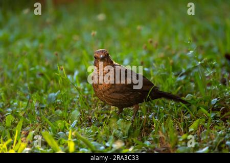 Eine weibliche Amsel (Turdus merula), die im Gras sitzt und nach Nahrung sucht. Stockfoto