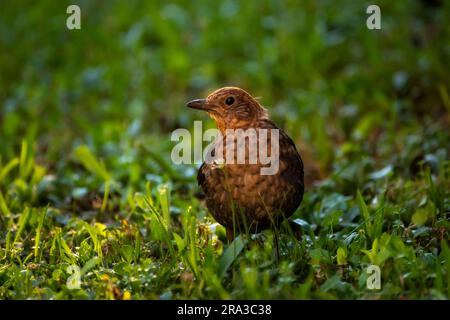 Eine weibliche Amsel (Turdus merula), die im Gras sitzt und nach Nahrung sucht. Stockfoto