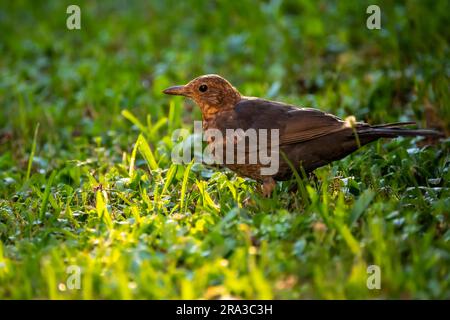 Eine weibliche Amsel (Turdus merula), die im Gras sitzt und nach Nahrung sucht. Stockfoto