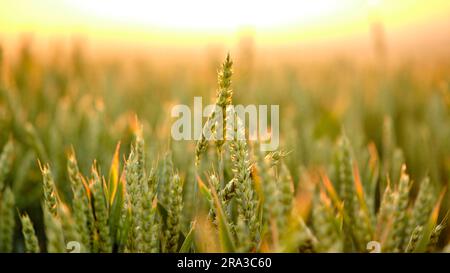 Weizenfeld bei Sonnenuntergang. Nahaufnahme der Reifeohren von Weizen in den Sonnenstrahlen. Reichhaltiges Erntekonzept. Stockfoto