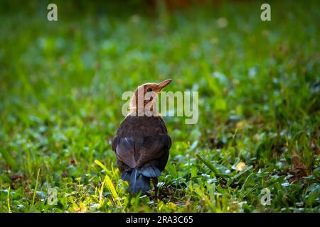 Eine weibliche Amsel (Turdus merula), die im Gras sitzt und nach Nahrung sucht. Stockfoto