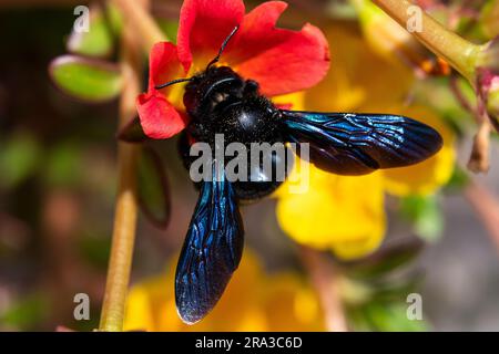 Eine violette Zimmermannsbiene (Xylocopa violacea) auf einer roten Moosrose (Portulaca grandiflora). Stockfoto