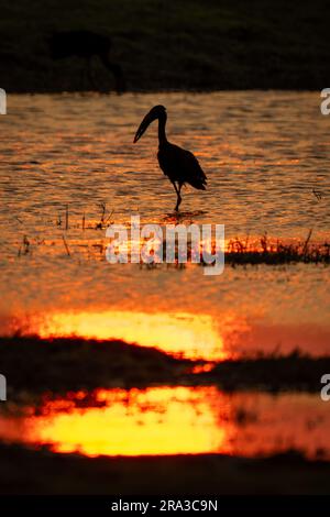 Der afrikanische Entenschein steht bei Sonnenuntergang in Silhouette Stockfoto