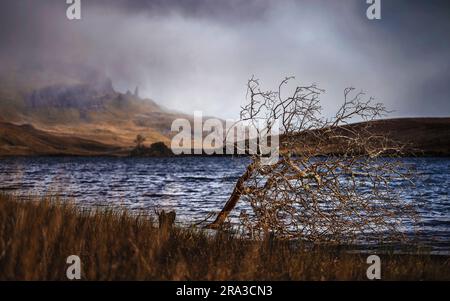 Isle of Skye, Schottland - einsamer Baum am Loch Fada auf der Isle of Skye mit dem berühmten Old man IF Storr im Hintergrund Stockfoto