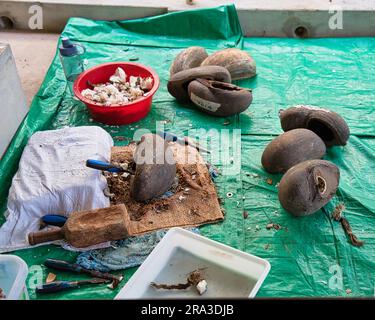 Fabrik der Coco de mer-Kollektionen, halbgeschnittener Coco de mer, Werkzeuge, mit denen das pflanzliche Elfenbein (Fleisch) in der Coco de mer-Schale entfernt wird, Mahe Stockfoto