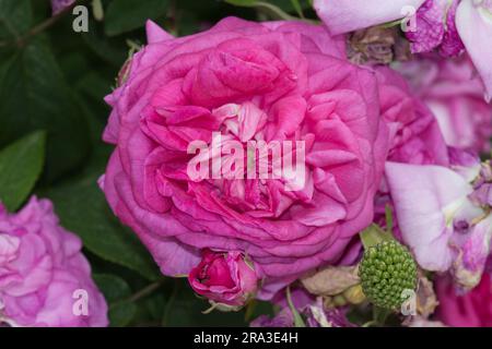 Doppelter rosa Sommer Gallica Rosenblüten von Rosa Surpasse Tout UK Garden Juni Stockfoto