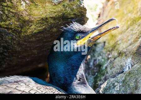 Portrait von Shag, Phalacrocorax Aristotelis auf dem Nest Stockfoto