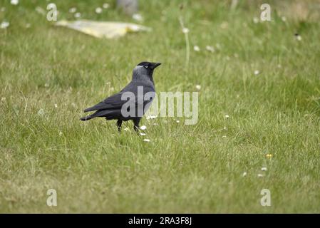 WESTERN Jackdaw (Corvus monedula) im rechten Profil auf dem Gras mit Gänseblümchen und Buttercups, mit Blick auf Skywards, aufgenommen auf der Isle of man im Juni Stockfoto