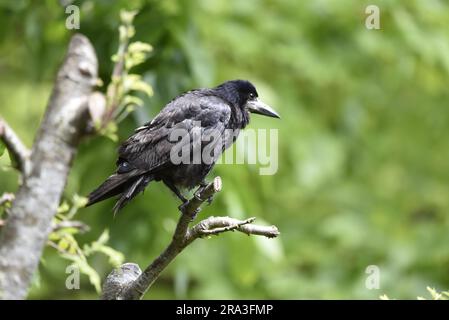 Vordergrundbild eines Turms (Corvus frugilegus) im rechten Profil auf Augenhöhe, vor einem unscharfen grünen Hintergrund auf der Isle of man, Großbritannien Stockfoto