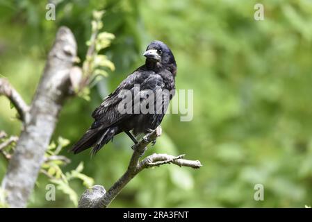 Nahaufnahme eines Turms (Corvus frugilegus) in einem Baum im linken Profil, links vom Bild, Kopf nach links gedreht, aufgenommen auf der Isle of man, Großbritannien Stockfoto