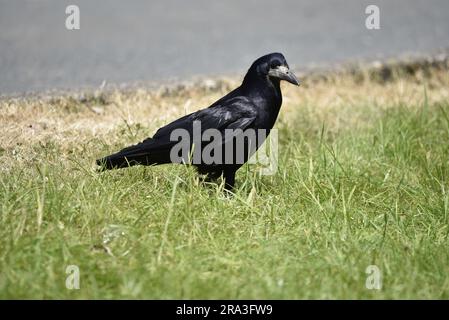 Bild auf Augenhöhe eines Turms (Corvus frugilegus), der im rechten Profil auf dem Gras steht, aufgenommen auf der Isle of man, Großbritannien im Sommer Stockfoto