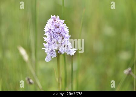 Nahaufnahme einer sehr blassen, fast weißen Orchidee (Dactylorhiza maculata) vor einem verschwommenen Wiesenhintergrund, aufgenommen im Juni in Großbritannien Stockfoto